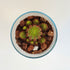 products/Kit-terrarium-cactus-suculentas-GARDEN-POCKET-4.jpg