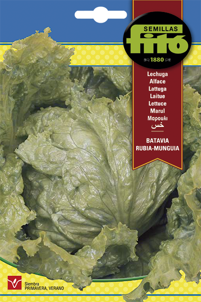 LECHUGA BATAVIA RUBIA MUNGUIA SB ASAGRO,SERVICIOS AGRICOLAS S.L.