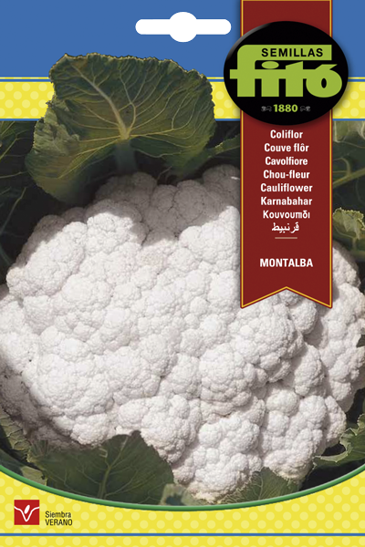 COLIFLOR MONTALBA 4GR-SB ASAGRO,SERVICIOS AGRICOLAS S.L.