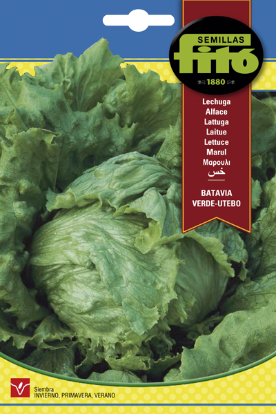 LECHUGA BATAVIA VERDE UTEBO 7GR SB ASAGRO,SERVICIOS AGRICOLAS S.L.