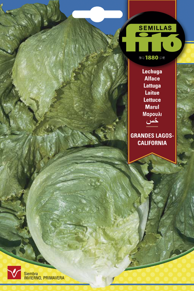 LECHUGA GRANDES LAGOS CALIF FITO 6GR SB ASAGRO,SERVICIOS AGRICOLAS S.L.