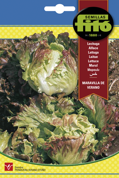 LECHUGA MARAVILLA DE VERANO SB ASAGRO,SERVICIOS AGRICOLAS S.L.