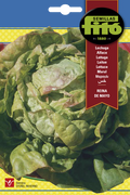 LECHUGA REINA DE MAYO FITO 7G SB ASAGRO,SERVICIOS AGRICOLAS S.L.