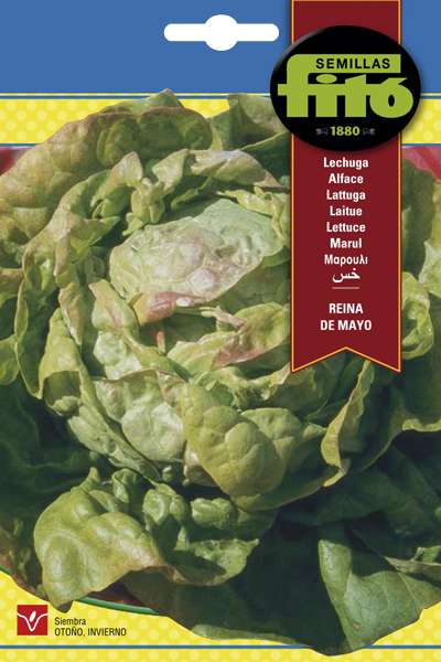 LECHUGA REINA DE MAYO FITO 7G SB ASAGRO,SERVICIOS AGRICOLAS S.L.