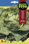 LECHUGA REINA MAYO ASEPO 7G SB ASAGRO,SERVICIOS AGRICOLAS S.L.