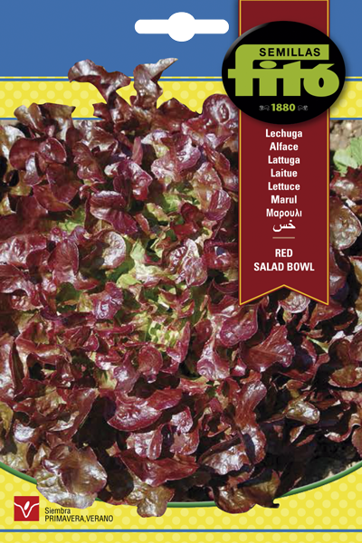 LECHUGA HOJA ROBLE RED SALAD-SB ASAGRO,SERVICIOS AGRICOLAS S.L.