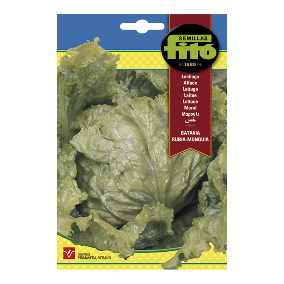 LECHUGA BATAVIA RUBIA MUNGUIA SB ASAGRO,SERVICIOS AGRICOLAS S.L.