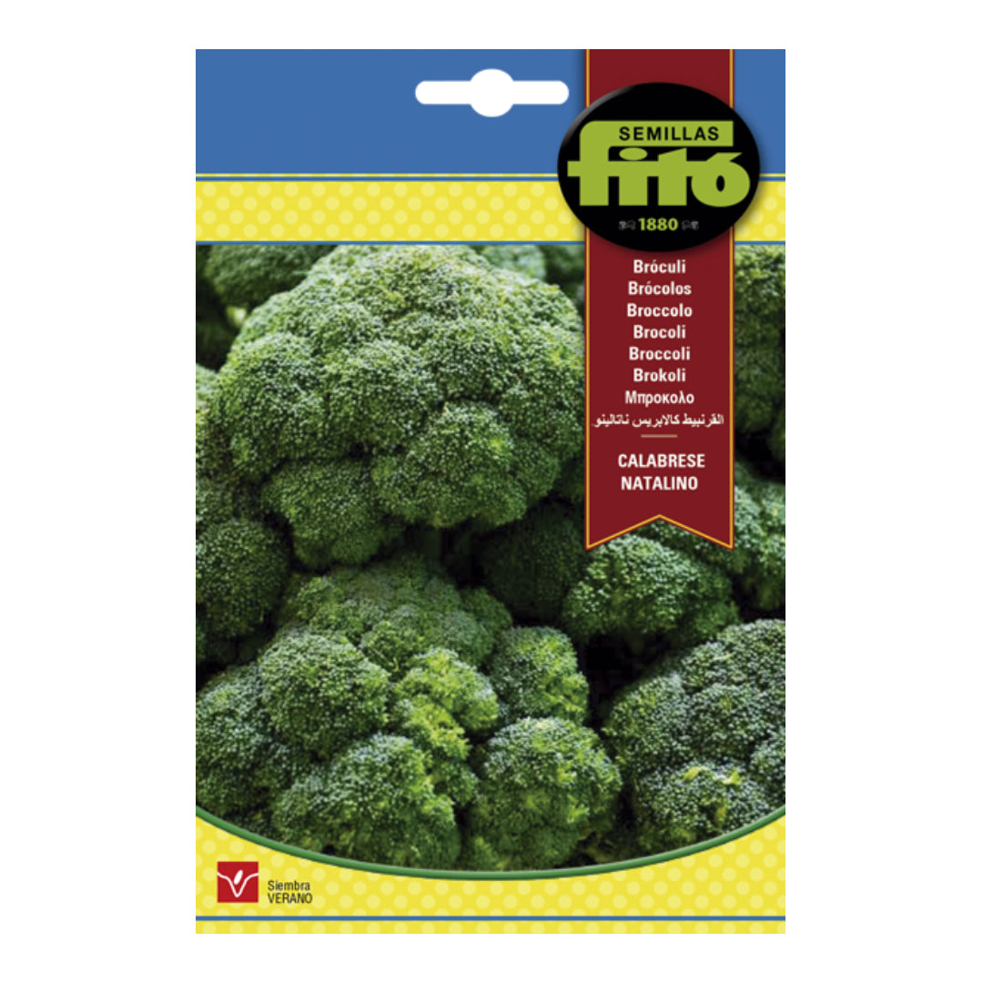 BROCOLI CALABRESE NATALINO FITO SB ASAGRO,SERVICIOS AGRICOLAS S.L.