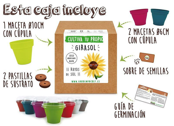 Kit de semillas para plantar tu propio Girasol
