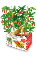 Kit huerto urbano premium pimientos picantes - La Cooperativa